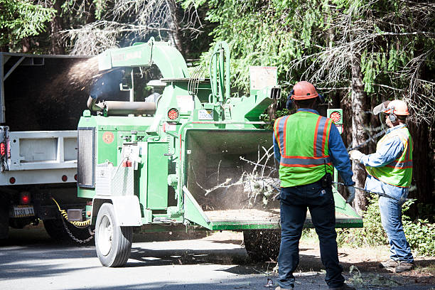 Best Tree Removal Service  in Branson, MO